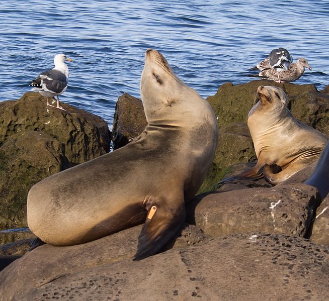 Файл:California sea lions in La Jolla (70402) closeup.jpg