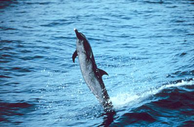 Файл:Schlankdelfin.jpg