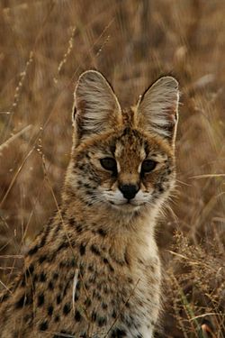 250px-Serval portrait.jpg
