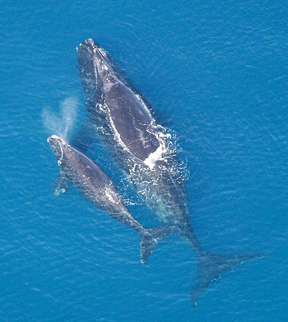 Файл:413px-Eubalaena glacialis with calf.jpg