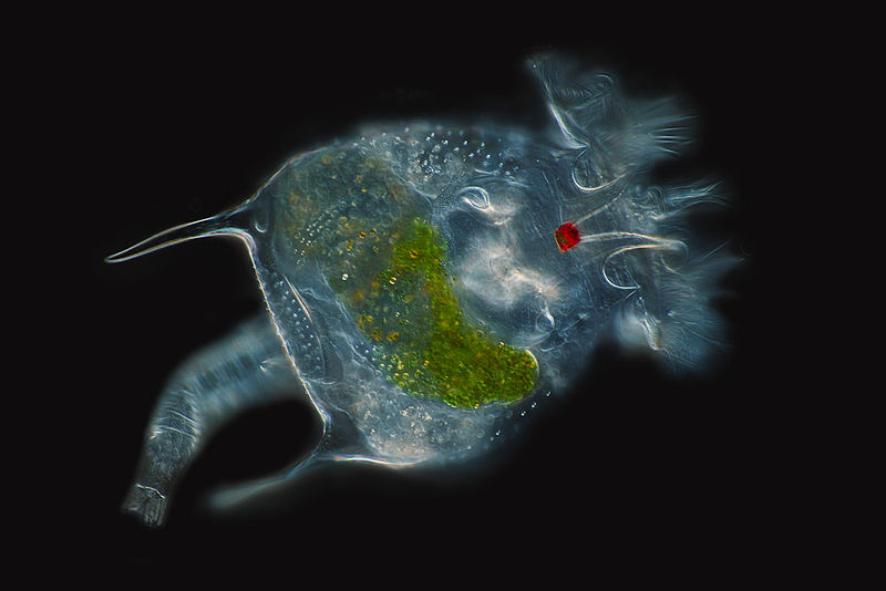 Файл:800px-Mikrofoto.de-Brachionus quadridentatus 6.jpg