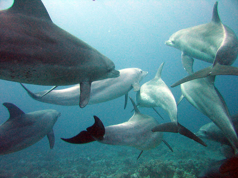 Файл:800px-Dolphins gesture language.jpg