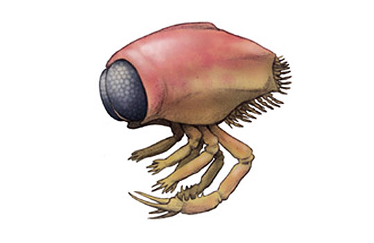 Файл:Dollocaris.jpg