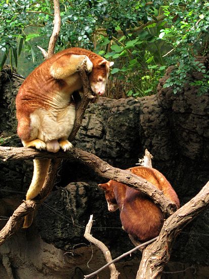 Файл:Dendrolagus matschiei at the Bronx Zoo 007.jpg