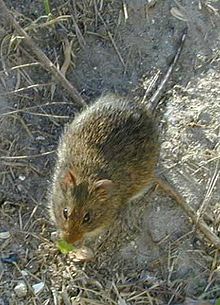 220px-Oryzomys palustris Paynes.jpg