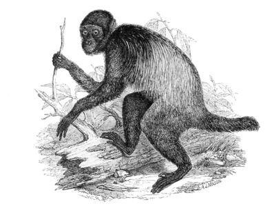Файл:Cacajao melanocephalus.png
