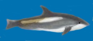 Lagenorhyncus acutus.jpg