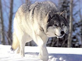 265px-Canis lupus 265b.jpg