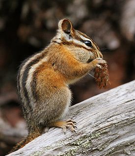 275px-Tamias minimus.jpg