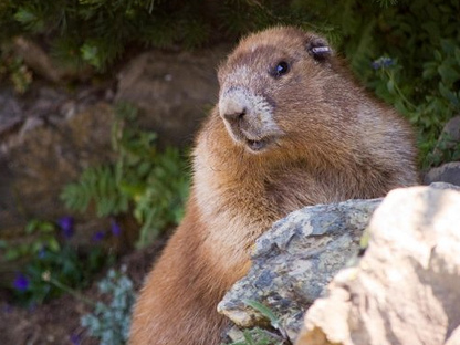 Файл:OlympicMarmot1.jpg