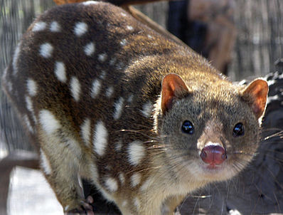 Файл:398px-SpottedQuoll 2005 SeanMcClean.jpg