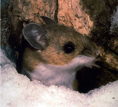 Файл:398px-Peromyscus maniculatus.jpg