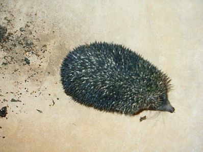 Файл:398px-AB001 Hedgehog from Rajasthan.jpg