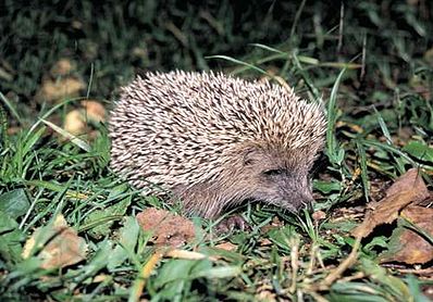 Файл:398px-Erinaceus amurensis.jpg