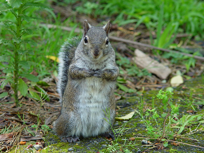 Файл:800px-Sciurus griseus 002.jpg