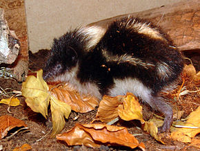 290px-Hemicentetes nigriceps.jpg