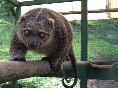 Файл:Ailurops ursinus Naemundung 2 North Sulawesi.jpg