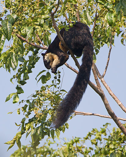 Файл:Ratufa bicolor 6237.jpg