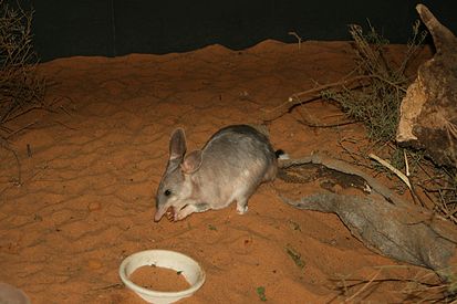 Файл:413px-Easter Bilby.jpg