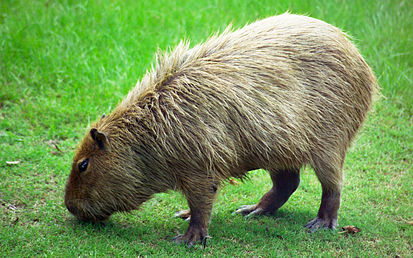 Файл:413px-Capybara Hattiesburg Zoo (70909b-42) 2560x1600.jpg