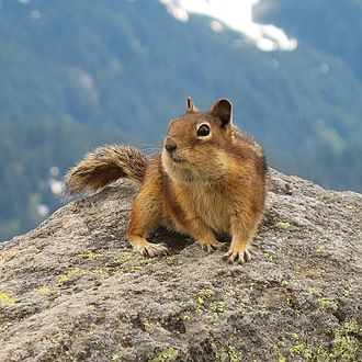 Файл:330px-Golden-Mantled Ground Squirrel, Mount Rainier, July 2006.jpg