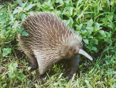 Файл:Long-beakedEchidna.jpg