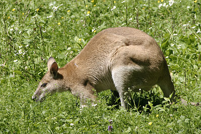 Файл:398px-Macropus agilis - 02.jpg