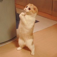 Файл:Котэ молится 2.jpg