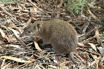 Файл:Southern Brown Bandicoot (Isoodon obesulus) 1, Vic, jjron, 09.01.2013.jpg