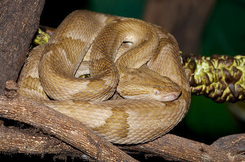 Файл:Bothrops-insularis.jpg