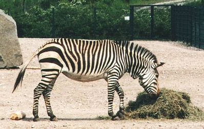 Файл:398px-Hartmann-bergzebra.jpeg