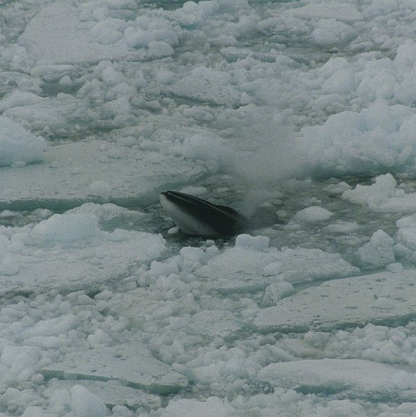 Файл:599px-Minke whale in ross sea.jpg