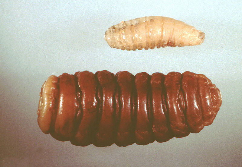 Файл:Oestrus-ovis-larva.jpg