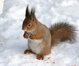 Sciurus vulgaris in snow - Helsinki, Finland.jpg