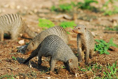 Файл:405px-Mangoustes rayées - Banded Mongooses.jpg