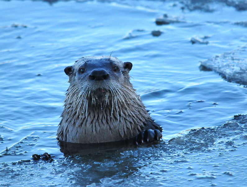 Файл:Northern River Otter on Seedskadee NWR (23348000001).jpg