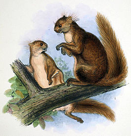 Belomys pearsonii.jpg