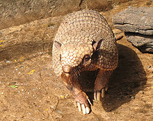 Euphractus sexcinctus2.jpg