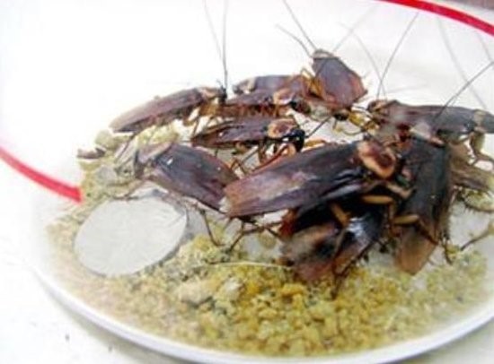 Файл:Блюдо из тараканов.jpg