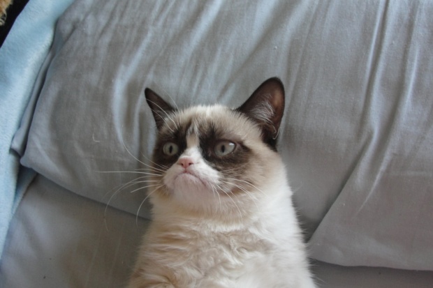 Файл:10715810-R3L8T8D-620-the-grumpy-cat-1459716-1280x853.jpg