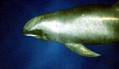 Файл:413px-Melon-headed whale large.jpg