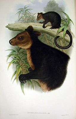 256px-Dendrolagus ursinus Gould.jpg