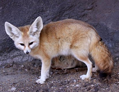 Файл:413px-Fennec Fox Vulpes zerda.jpg
