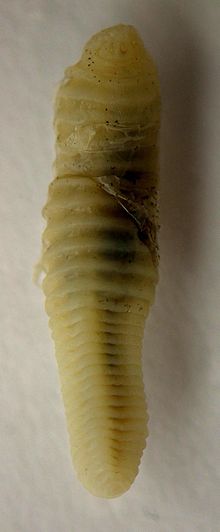 Armillifer grandis.jpg