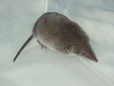 Файл:398px-Common Shrew.jpg