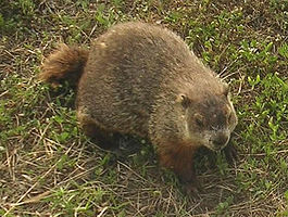 265px-DogGroundHog-small.jpg