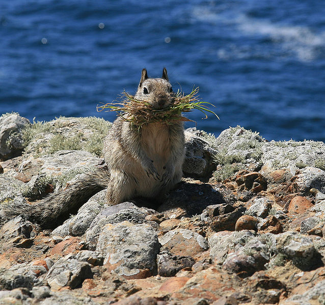 Файл:638px-California ground squirrel at Point Lobos.jpg