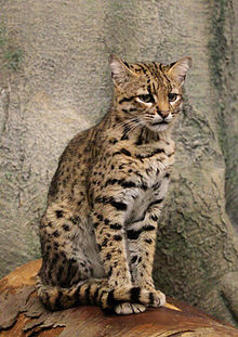 220px-Geoffrey'sCat2.jpg