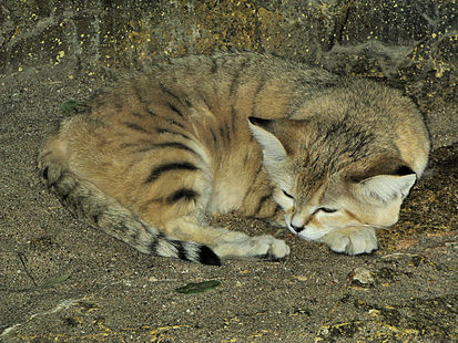 Файл:413px-Sand cat at bristol zoo arp.jpg