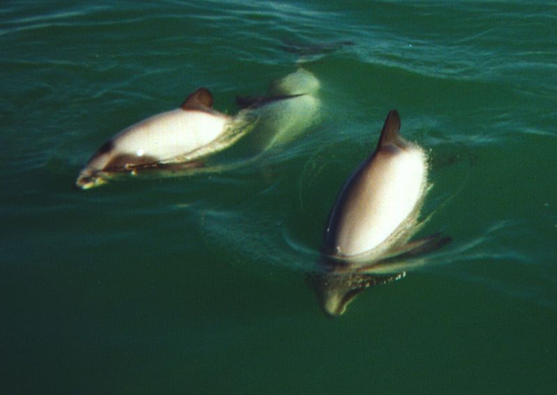 Файл:800px-Hector's Dolphins at Porpoise Bay 1999 a cropped.jpg